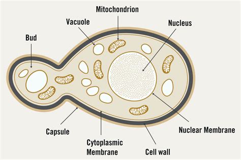 how are yeast cells similar to human cells